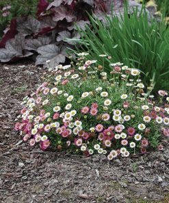 ERIGERON SEASIDE DAISY 140MM