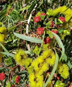 Eucalyptus erythrocorys ‘Red Cap Gum’