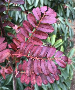 Sorbus aff. wallichii ex Burma