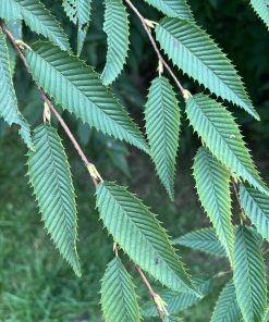 Carpinus japonica