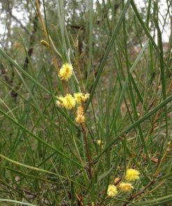 Acacia granitica – Granite Wattle x 20 grams approx 1000 seeds (bulk)
