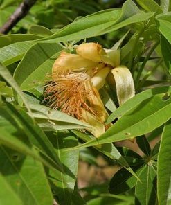 Adansonia gregorii – Australian Baobab or Bottle Tree seed x3