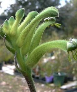 Anigozanthos viridis – Green Kangaroo Paw seed x 40