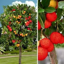 Arbutus unedo – Irish Strawberry Tree seed x 15