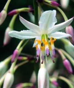 Arthropodium cirrhartum cv – Renga Lily ‘Matapouri Bay’ seed x10