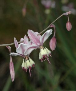 Arthropodium millefolium – Pale Vanilla Lily seeds x10