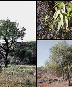 Brachychiton gregorii – Desert Kurrajong seeds x15