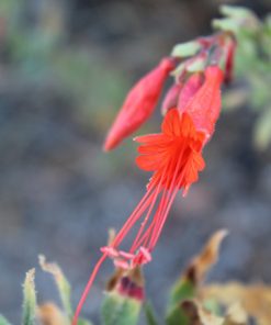 Select Mattole California Fuchsia