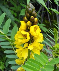Cassia didymobotrya – Popcorn Cassia seed x10