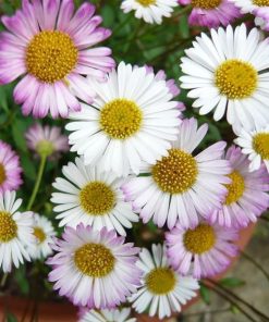Erigeron karvinskyanus cv – Seaside Daisy ‘Profusion’ seed x50
