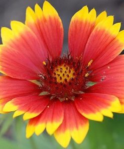 Gaillardia aristata – Goblin – Dwarf Blanket Flower seed x500 (bulk)