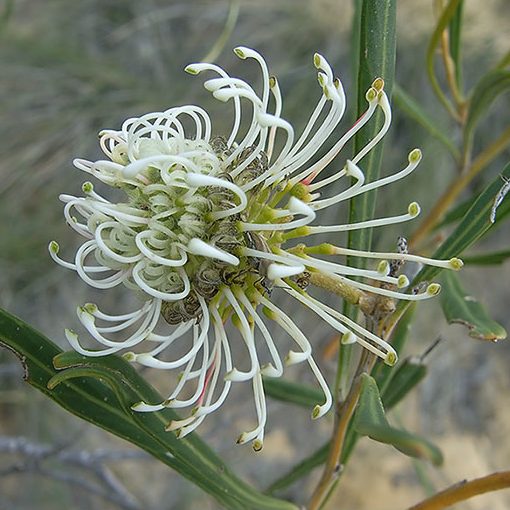 Grevillea stenobotrya – Sandhill Grevillea seeds x20 - Image 4