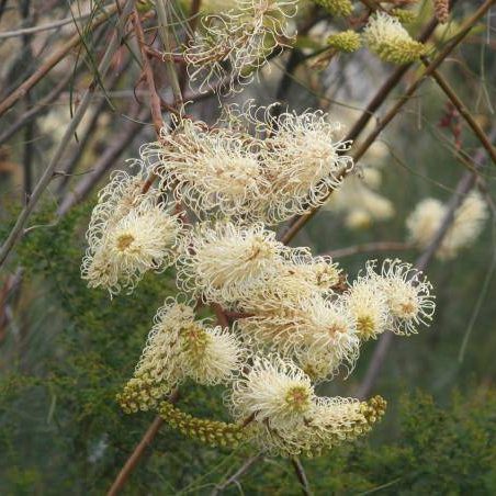 Grevillea stenobotrya – Sandhill Grevillea seeds x20 - Image 3