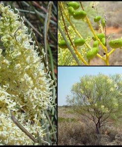 Grevillea stenobotrya – Sandhill Grevillea seeds x20
