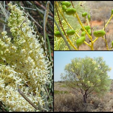 Grevillea stenobotrya – Sandhill Grevillea seeds x20 - Image 2