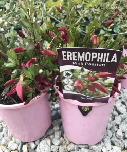 Eremophila ‘Pink Passion’ Emu Bush