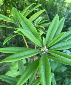 Rhododendron hunnewellianum