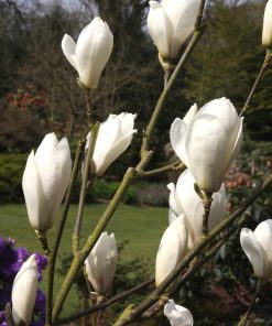 Magnolia ‘Anticipation’
