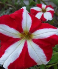 Petunia compact nana cv – Petunia Stellaris Red & White Star seeds x100