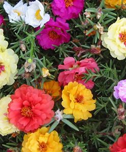 Portulaca grandiflora cv – Portulaca Extra Double Mixed seeds x 300 (bulk)