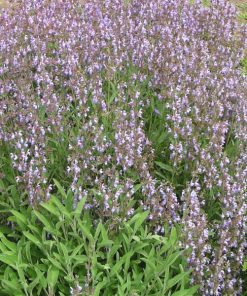 Salvia lavandulifolia – Spanish Sage or Lavender Salvia seeds x10
