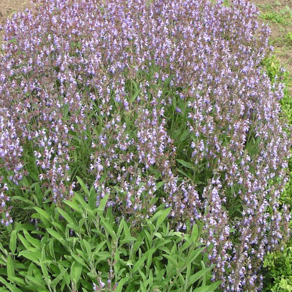 Salvia lavandulifolia – Spanish Sage or Lavender Salvia seeds x10