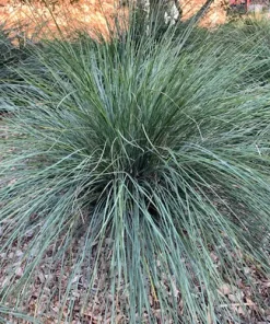 Lomandra ‘Seascape’