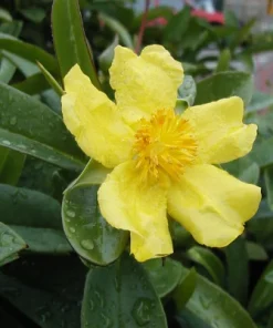 Hibbertia scandens ‘Snake Vine’