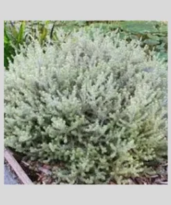 Westringia fruticosa ‘Smokie’