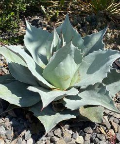 Vanzie Whale’s Tongue Agave