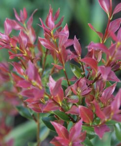 Amomyrtus meli