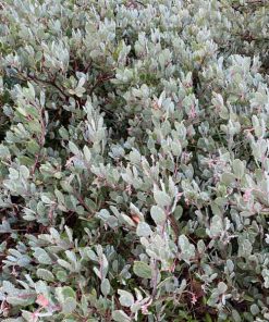 Blue in Green Manzanita