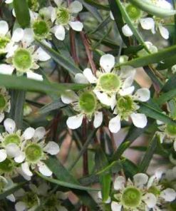 Leptospermum brachyandrum – Weeping Tea Tree seeds x200