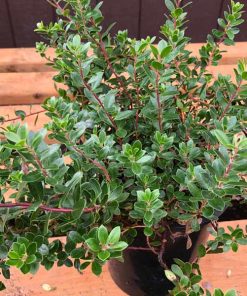 Emerald Carpet Manzanita