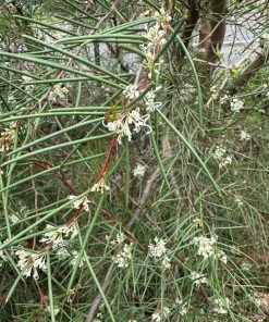 Hakea microcarpa