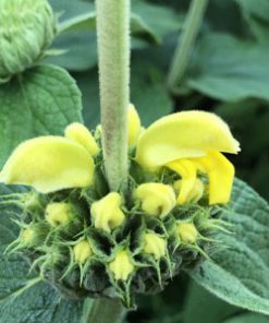 Jerusalem Sage ‘Edward Bowles’