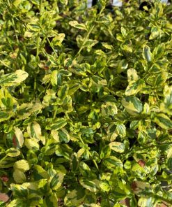 Lemon Ice Ceanothus