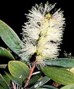 Melaleuca leucadendron (Broad Leaf) – Cajeput/Weeping Paperbark seeds X 4 grams (bulk)