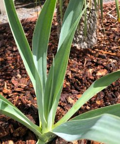 Mexican Lily