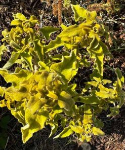Phlomis bourgaei seedling