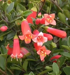 Correa pulchella ‘Orange Glow’