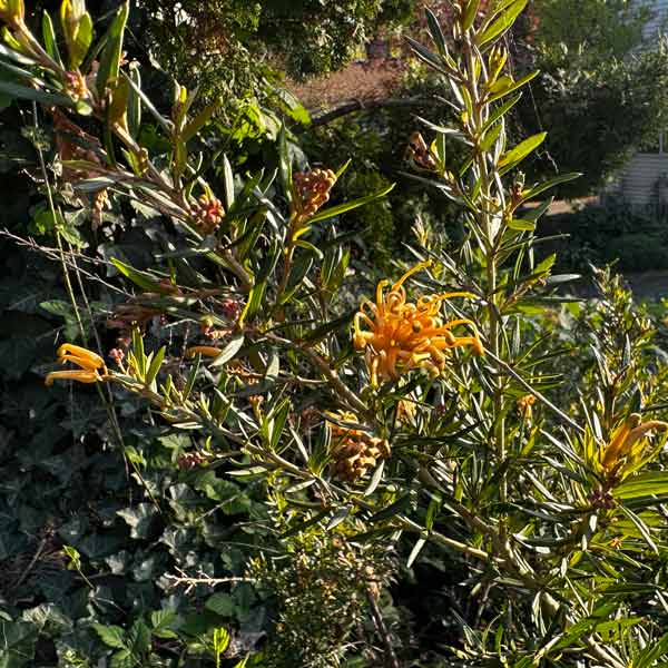 The Precious Grevillea