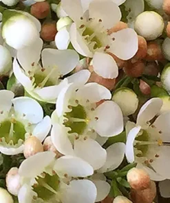 Chamelaucium ‘Dawn Pearl’ Wax Flower