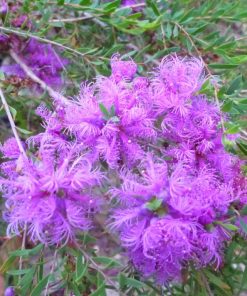 Melaleuca thymifolia – Thyme Honey-Myrtle seeds X 200