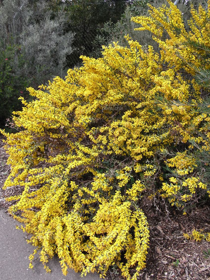 Acacia triptera – Spur Wing Wattle seed x30 - Image 3