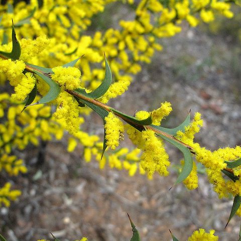 Acacia triptera – Spur Wing Wattle seed x30 - Image 2