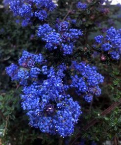 Vandenberg Ceanothus